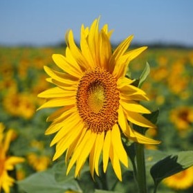 Champs de tournesol du Gers